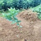名优 蜜桔树苗批发 桔子树苗 规格齐全